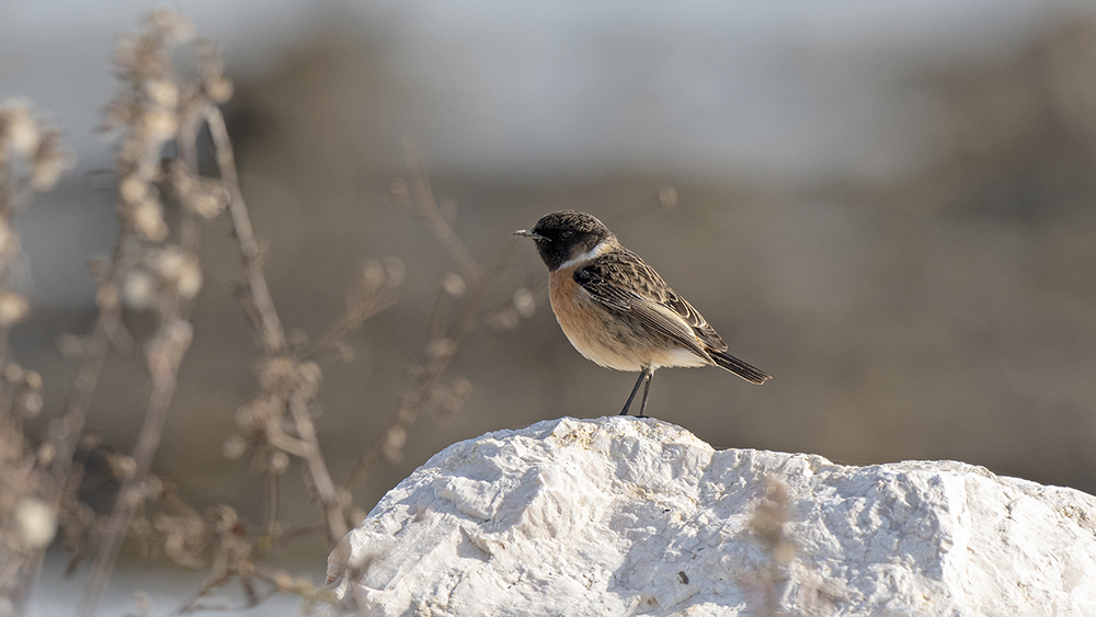 European Stonechat